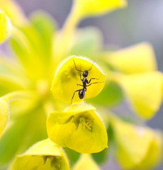 A very small black ant collecting nectar on a yellow green blossom of a plant shallow dof