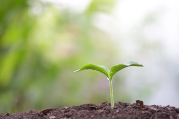 Young green plant with dew growing