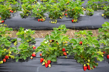 Organic, fresh fruit strawberry Field (Emiralem / Izmir / Turkey)