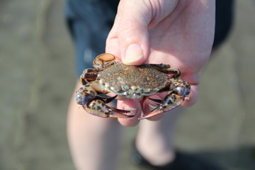 Crab