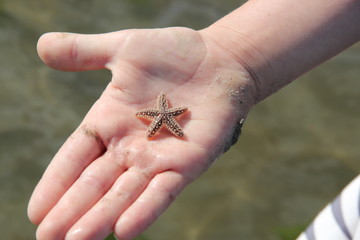 Starfish 2