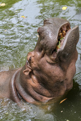 hippopotamus smile in river