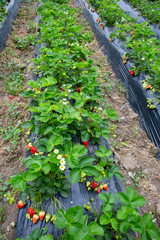 Fototapeta na wymiar Organic, fresh fruit strawberry Field (Emiralem / Izmir / Turkey)