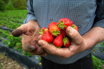 Organic, fresh fruit strawberry Field (Emiralem / Izmir / Turkey)