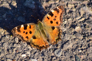Östlicher Großer Fuchs