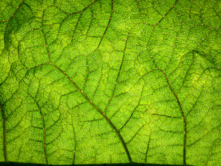 A green leaf showing its structure, pattern and texture. The shot may be suitable for an abstract background.