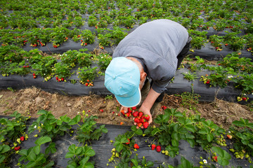 Emiralem / Izmir / Turkey, April 12, 2019, Emiralem strawberry fields, agricultural worker working in the field