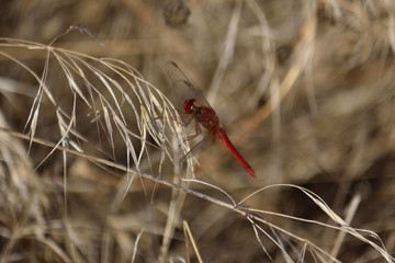 Libellule rouge posée sur une brindille à la Lagune de Pitillas en Navarre, Espagne