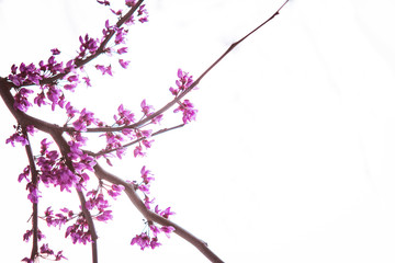 branch with pink flowers
