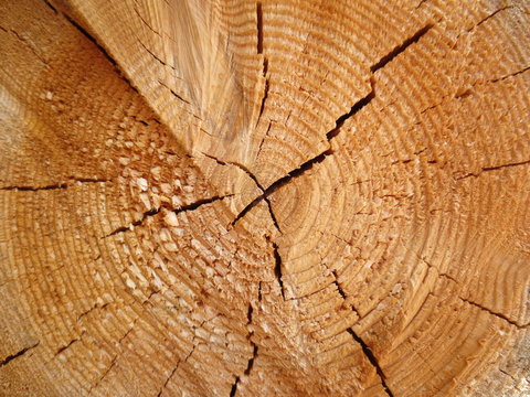 Holz