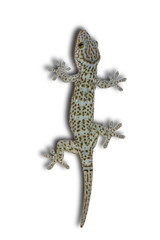 Naklejka premium Gecko on a separate white background