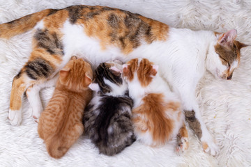 Naklejka na ściany i meble Pet animal; cute kitten baby cat and mother cat