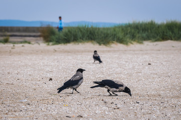 Hooded crows on the beach in Swinoujscie city over Baltic Sea in West Pomerania region of Poland