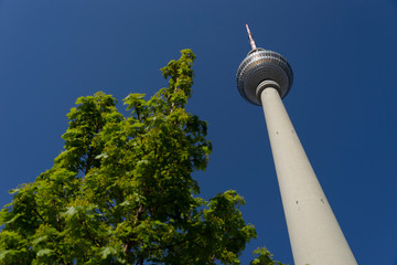 Berliner Fernsehturm mit Baum an einem sonnigen Frühlingstag