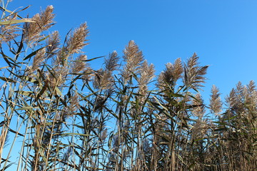 Fall Reeds