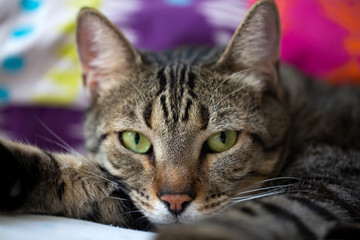 Pet animal; cute adult tabby cat indoor.