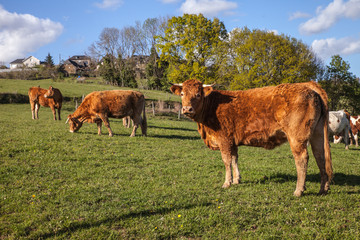 Allassac (Corrèze - France) - Vaches limousines dans leur paturage
