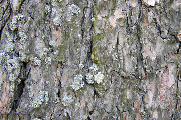 Pine tree bark texture closeup