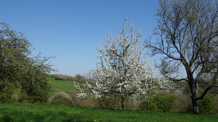 Blühender Obstbaum