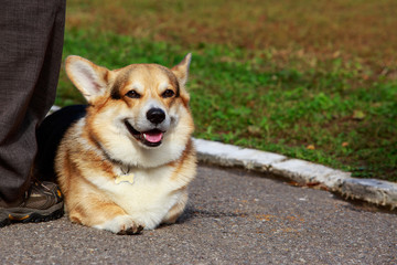 Dog breed Welsh Corgi Pembroke