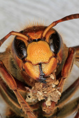 Insect, Hornet, European hornet, Vespa crabro
