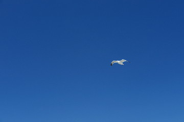 seagull flying in blue sky in San Francisco California USA