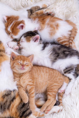 Pet animal; cute kitten baby cat and mother cat