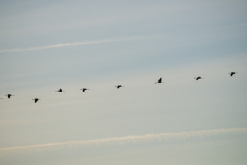 Klucz lecących żurawi (grus grus) na słonecznym niebie o zachodzie słońca. Biebrzański Park Narodowy, Polska.