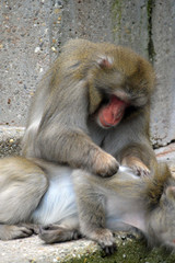 Japanmakak