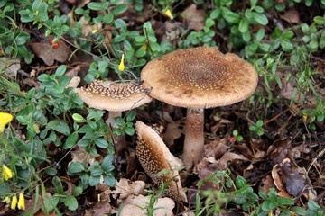 Mushroom in the forest in Norway