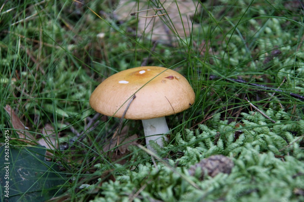 Wall mural mushroom in the forest in norway