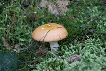 Mushroom in the forest in Norway