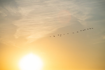 Klucz lecących żurawi (grus grus) na słonecznym niebie o zachodzie słońca. Biebrzański Park Narodowy, Polska.