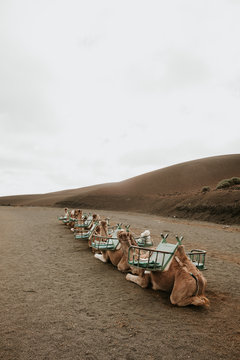 Camels resting near hill