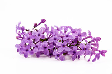 Fototapeta na wymiar Lilac flowers isolated on a white background