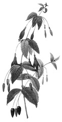 Halftone Botanical Illustration