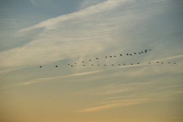 Klucz lecących żurawi (grus grus) na słonecznym niebie o zachodzie słońca. Biebrzański Park Narodowy, Polska.