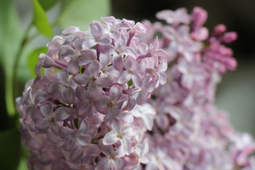 Spring Lilac flowers