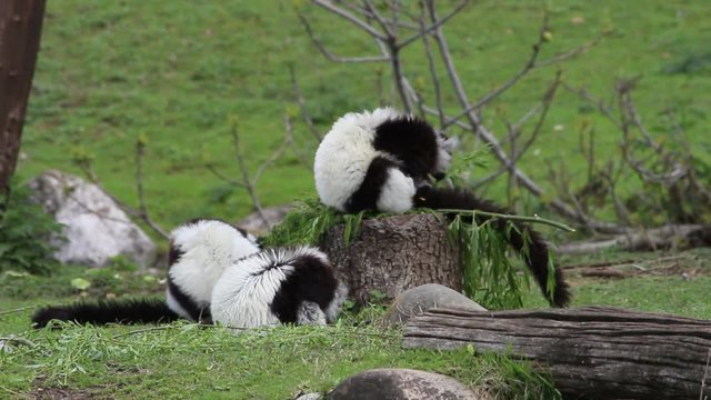 three Ruffed lemurs from Madagascar (Varecia variegata)