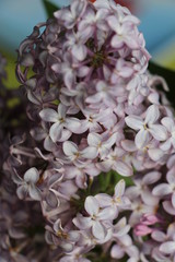 Spring Lilac flowers