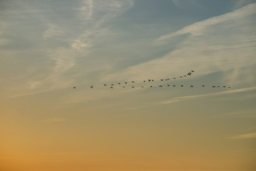 Klucz lecących żurawi (grus grus) na słonecznym niebie o zachodzie słońca. Biebrzański Park Narodowy, Polska.