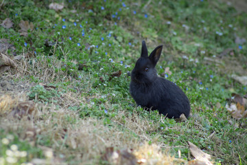 Naklejka na ściany i meble black little rabbit cub in the grass among blue flowers. main colors: green, blue, black.