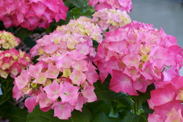 Hydrangea macrophylla flower