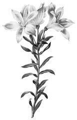 Botanical Illustrations in Halftone Pattern