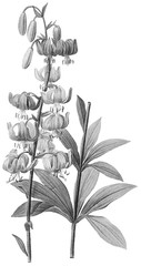 Botanical Illustrations in Halftone Pattern
