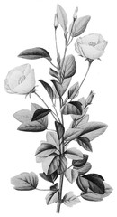 Botanical Illustrations in Halftone Pattern