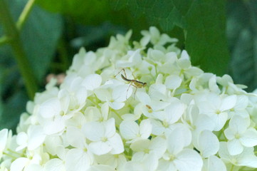 Hydrangea macrophylla flower