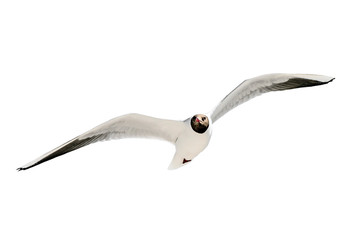 Eine Lachm&ouml;we im Flug - freigestellt