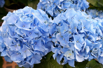 Hydrangea macrophylla flower