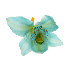 blue orchid isolated on white background